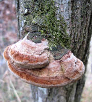 Cinnabar Polypore Cap Red