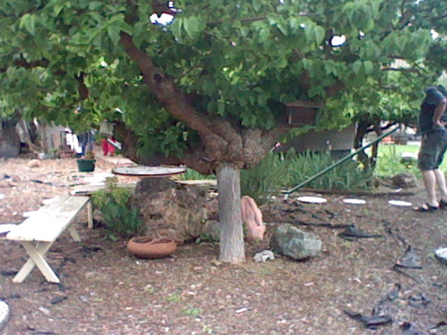 Leaning Mulberry Tree 2