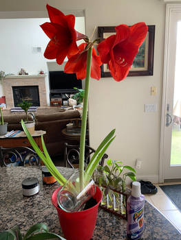 Kitchen Red Amaryllis