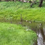 Mallards in The Filled Creek