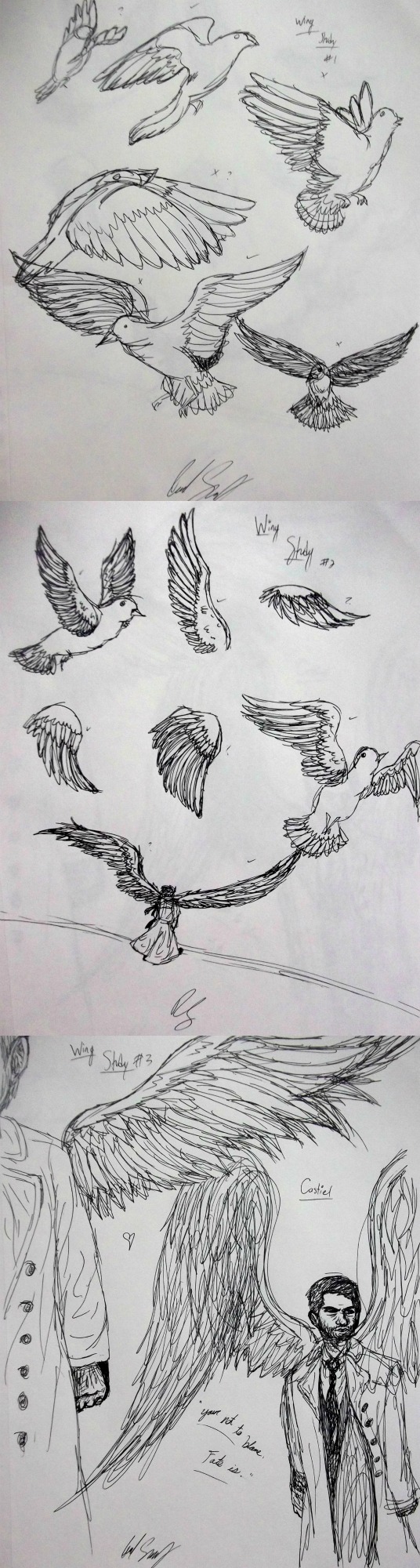 Wings Study