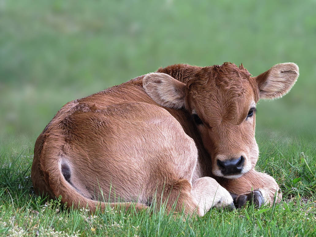 Little Cow by gejedeg on DeviantArt