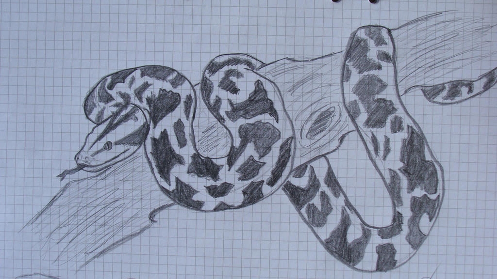 Burmese Python by Nightfury978 on DeviantArt