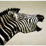 Rock n Roll Zebra