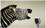 Rock n Roll Zebra