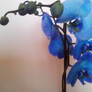 blue orchid