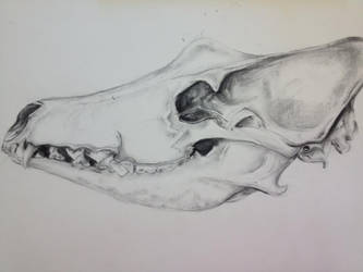 Coyote Skull