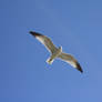 Seagull from Below