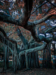 Royal Botanical Gardens, Brisbane, Australia