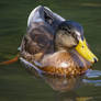 Wet Mallard