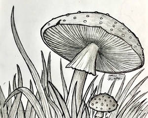 Drawing Progress: Day #5 (Mushrooms!!!)