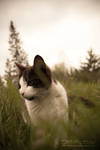 Missan by TheRedLightning