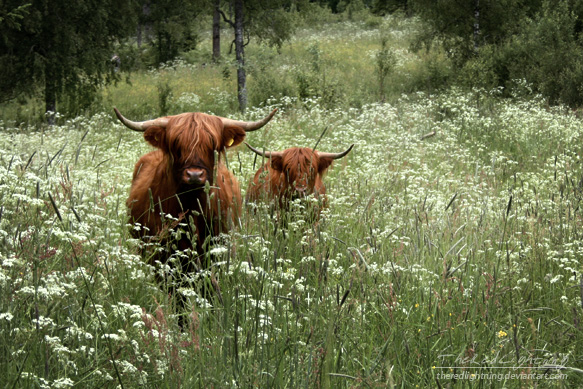 Curious Cows