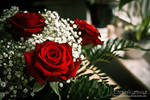 Roses of Love by TheRedLightning