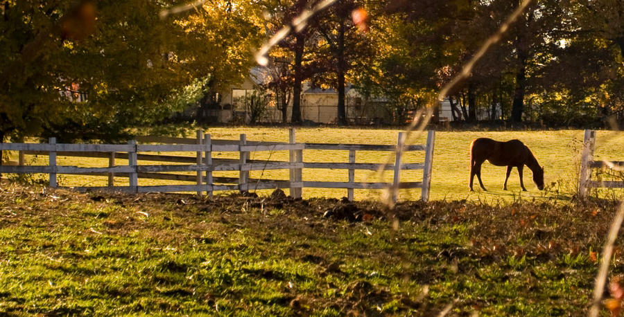 Horse and fence.