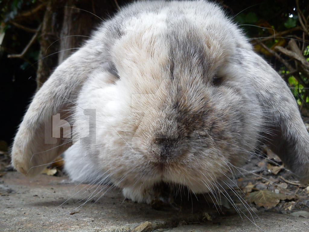 Aww Rabbit