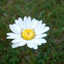 Daisy