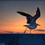 seagull in the sunset