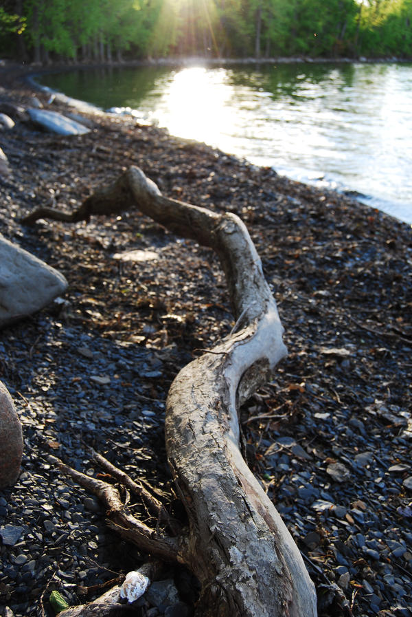 Doob Roots Root by peanutbrittle1108 on DeviantArt
