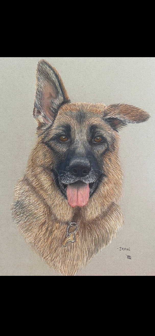 Jenxi the German Shepard by libbytaylor on DeviantArt