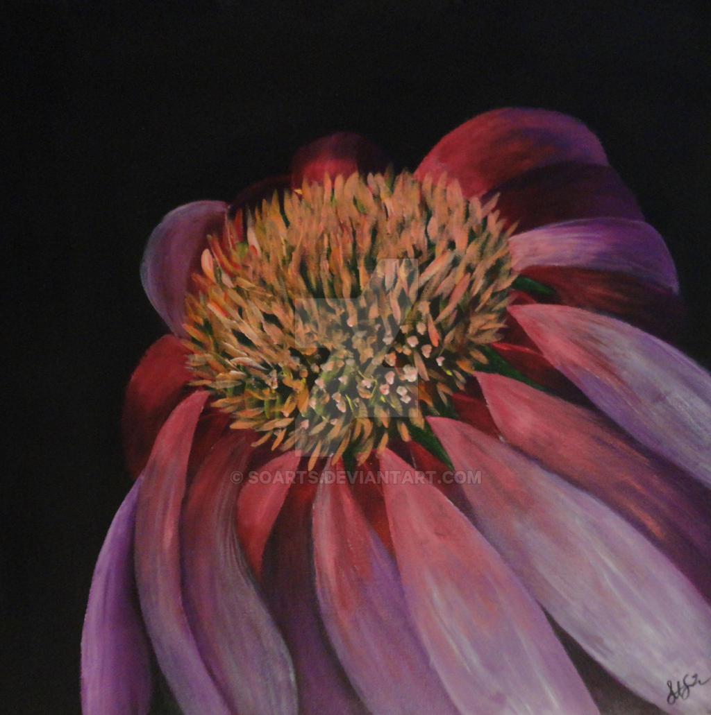 Joan's Coneflower