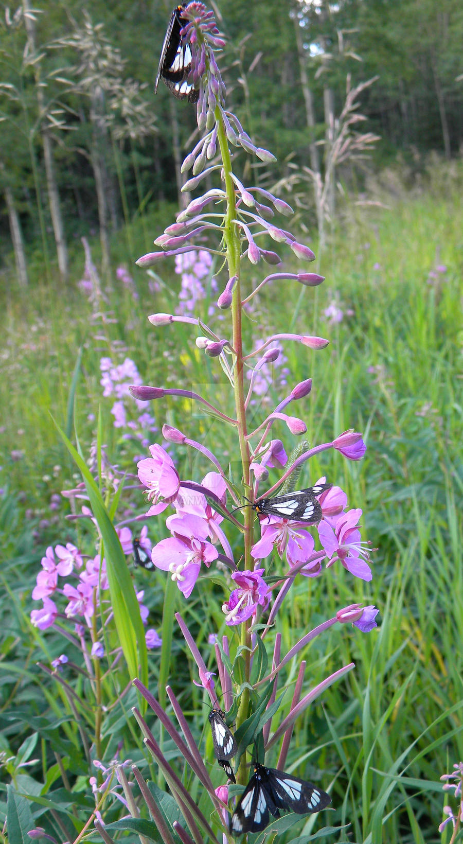 Fire Weed