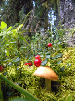 Mushroom and berries