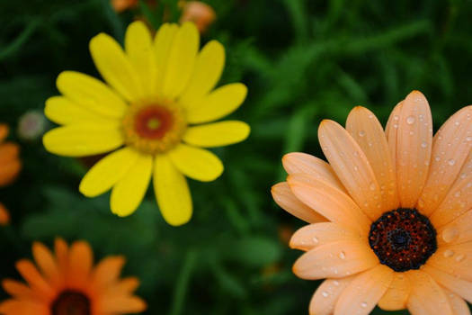 garden at Olympics