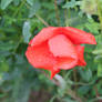 Red Wet Flower - 1