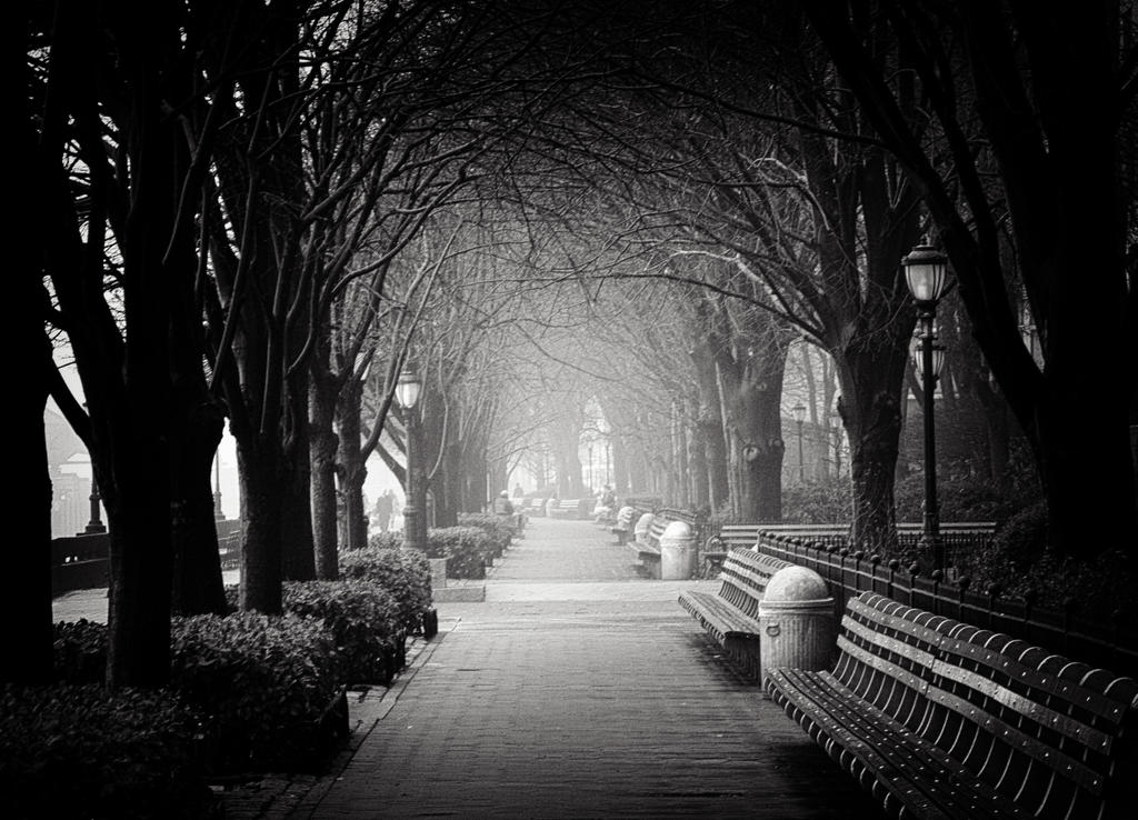 Tunnel of Trees