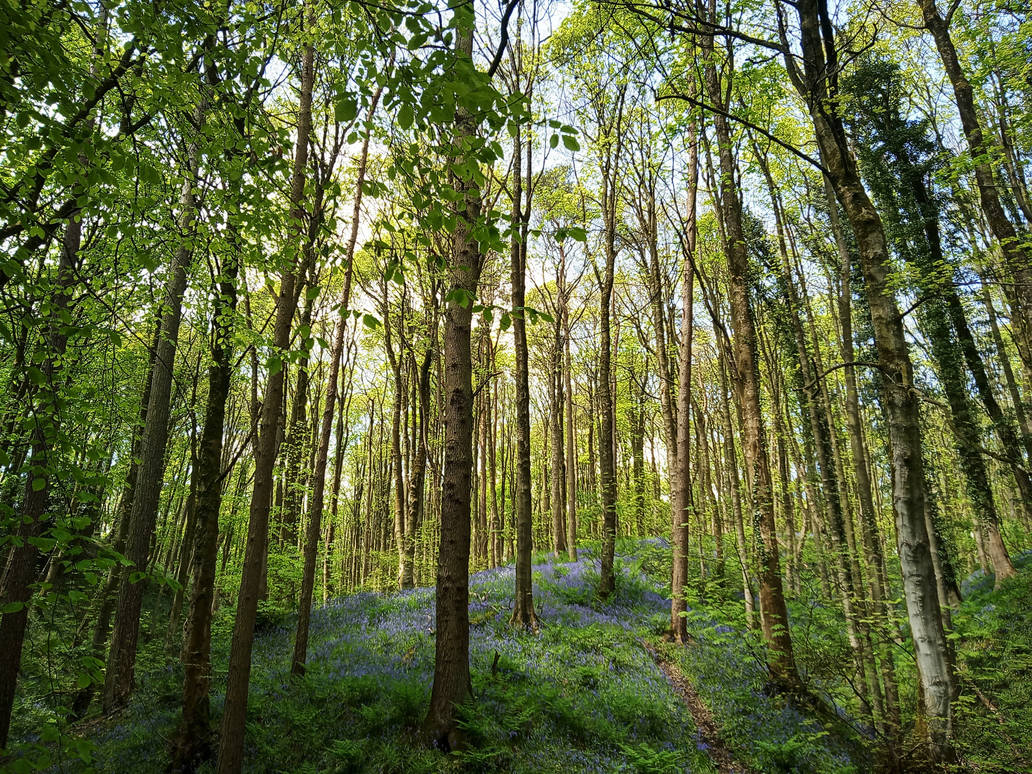 Bothell Forest Bluebell Forest by nought-x on DeviantArt