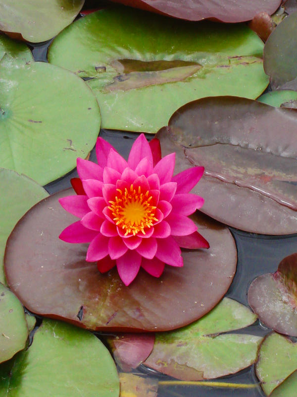 Lily Pads