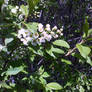 bird-cherry tree