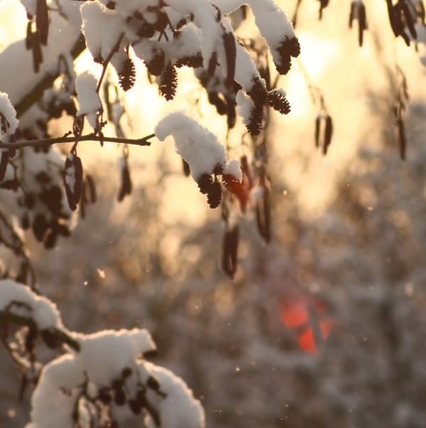 Snowy branches