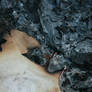 Ash Texture 4