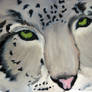 Snow Leopard