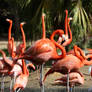 Flamingo Stock 1