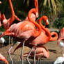 Flamingo Stock 2