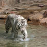 Tiger Stock 2