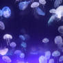 Moon Jellyfish Stock