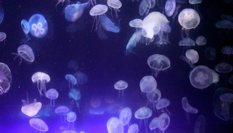 Moon Jellyfish Stock by GloomWriter