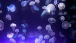 Moon Jellyfish Stock by GloomWriter