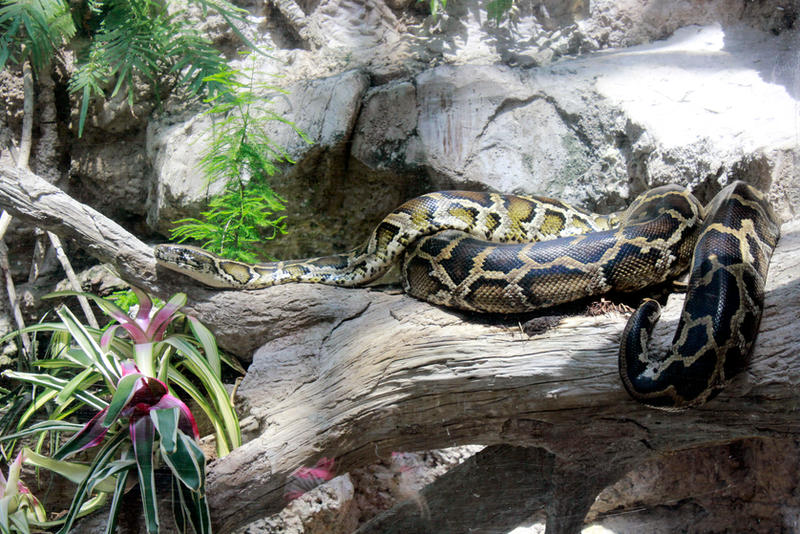 Burmese Python Stock by GloomWriter on DeviantArt