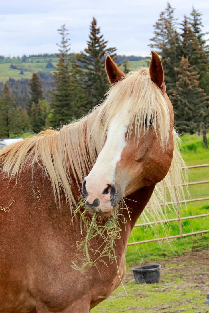 Sorrel Horse Portrait Stock