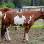 Sorrel Paint Horse Stock
