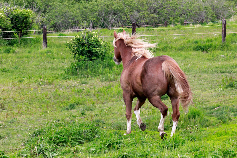 Sorrel Horse Stock