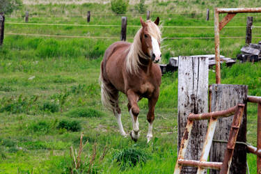 Sorrel Horse Stock