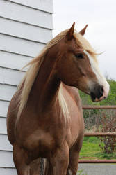 Sorrel Horse Portrait Stock