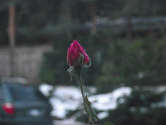 Budding Rose