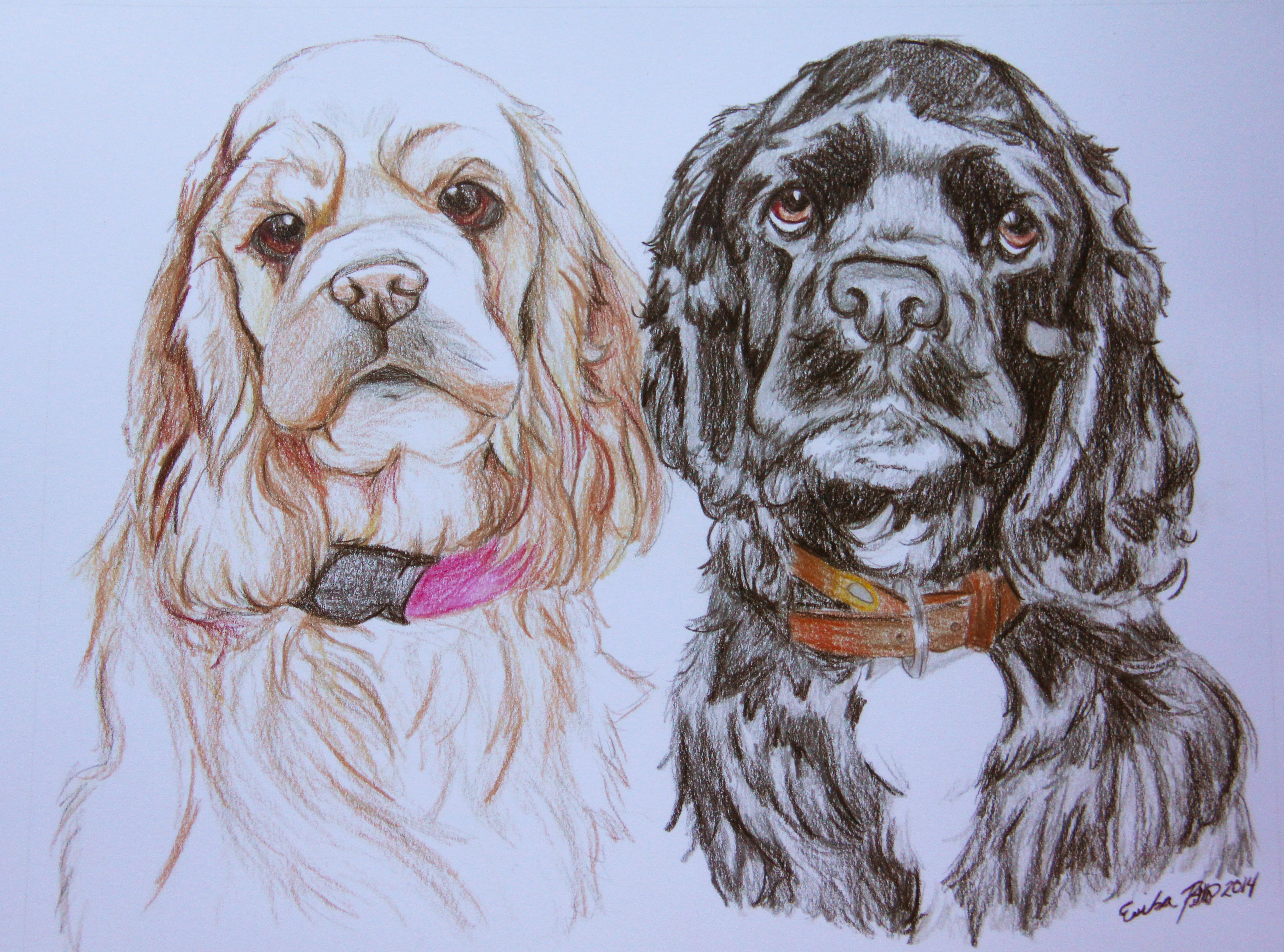 Cocker Spaniels - Commission